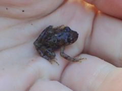 Heleophryne purcelli