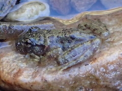 Heleophryne purcelli