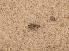 Cicindela soluta