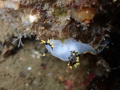 Polycera tricolor