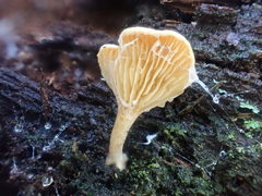 Panellus ligulatus