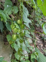 Dioscorea collettii