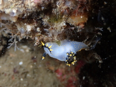 Polycera tricolor