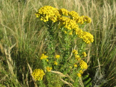 Phymaspermum acerosum