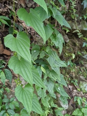 Dioscorea collettii