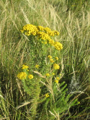 Phymaspermum acerosum