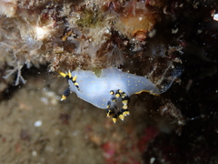 Polycera tricolor