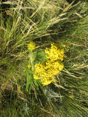 Phymaspermum acerosum