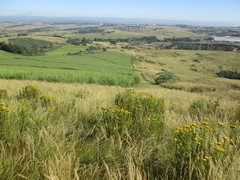 Phymaspermum acerosum