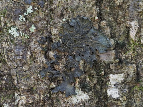 Leptogium isidiosellum
