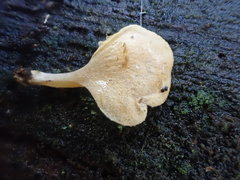 Panellus ligulatus