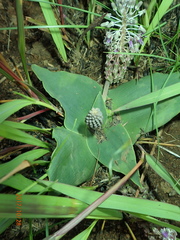 Ledebouria ovatifolia ovatifolia