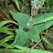 Ledebouria ovatifolia ovatifolia - Photo Sem direitos reservados, uploaded by Peter Warren