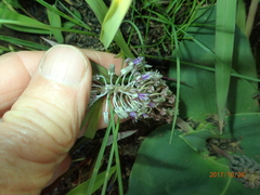 Ledebouria ovatifolia ovatifolia