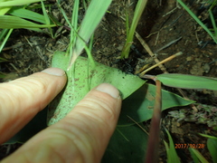 Ledebouria ovatifolia ovatifolia