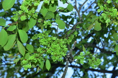 Ulmus uyematsui