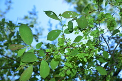 Ulmus uyematsui