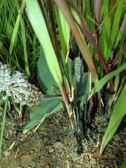 Ledebouria ovatifolia ovatifolia