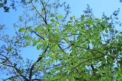 Ulmus uyematsui