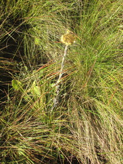 Helichrysum auriceps