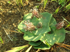 Ledebouria ovatifolia ovatifolia