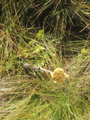 Helichrysum auriceps
