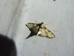 Azochis