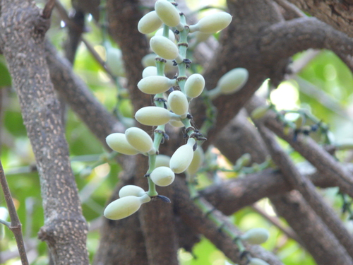 Gnetum edule (Gnetum edule)