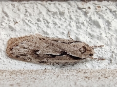 Semioscopis avellanella