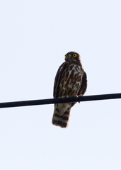 Ninox japonica