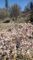 Prunus subcordata