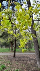Acer platanoides