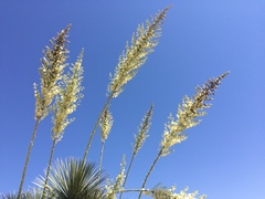 Yucca elata