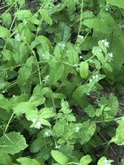 Bothriospermum chinense