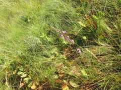 Polygala hottentotta