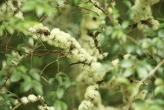Plinia cauliflora