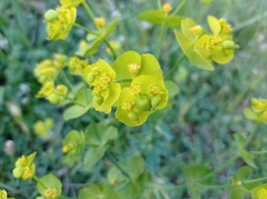 Euphorbia serrata