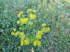 Euphorbia serrata