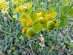 Euphorbia serrata