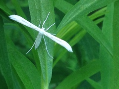 Hellinsia homodactylus