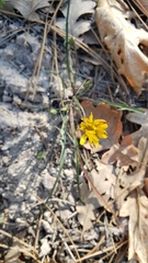 Microseris nutans