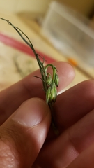 Microseris nutans