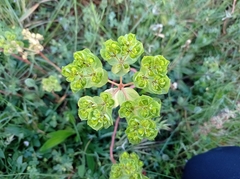 Euphorbia helioscopia