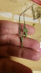 Microseris nutans