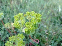 Euphorbia helioscopia