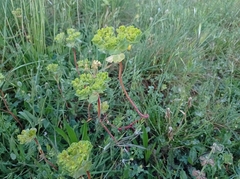Euphorbia helioscopia