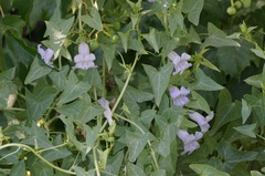 Epixiphium wislizeni