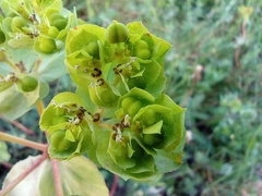Euphorbia helioscopia