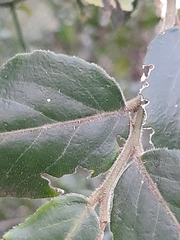 Maytenus peduncularis