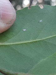 Maytenus peduncularis